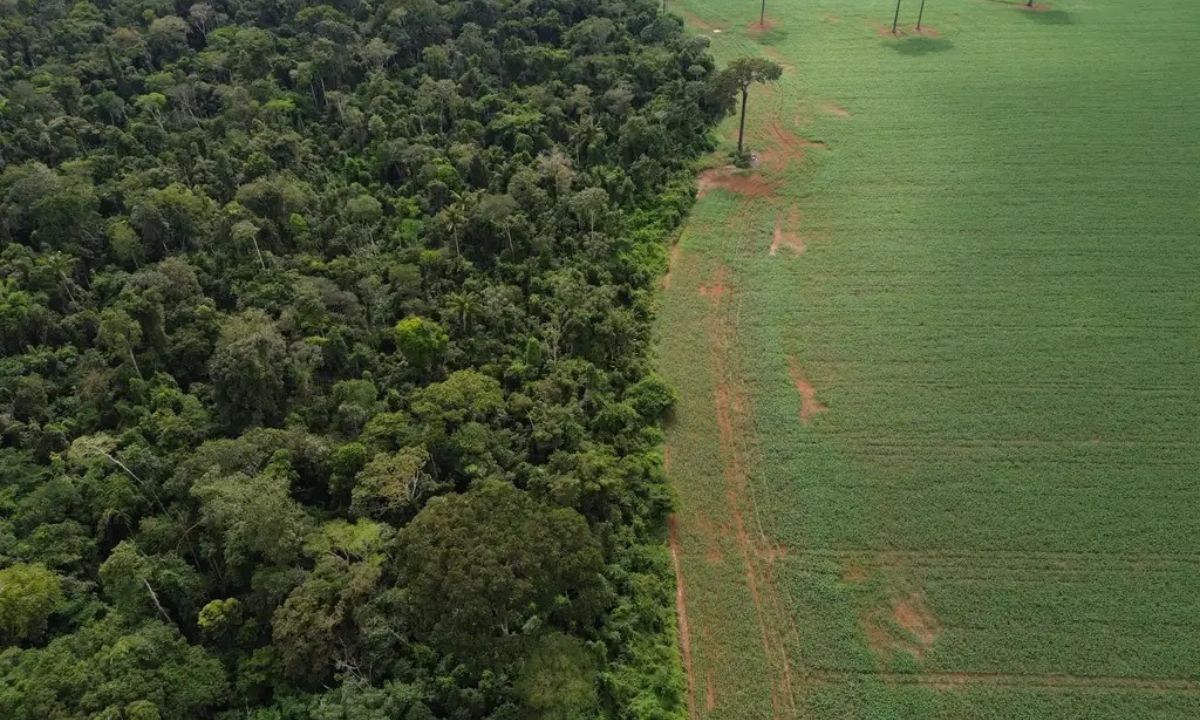 Foto mostra vegetação