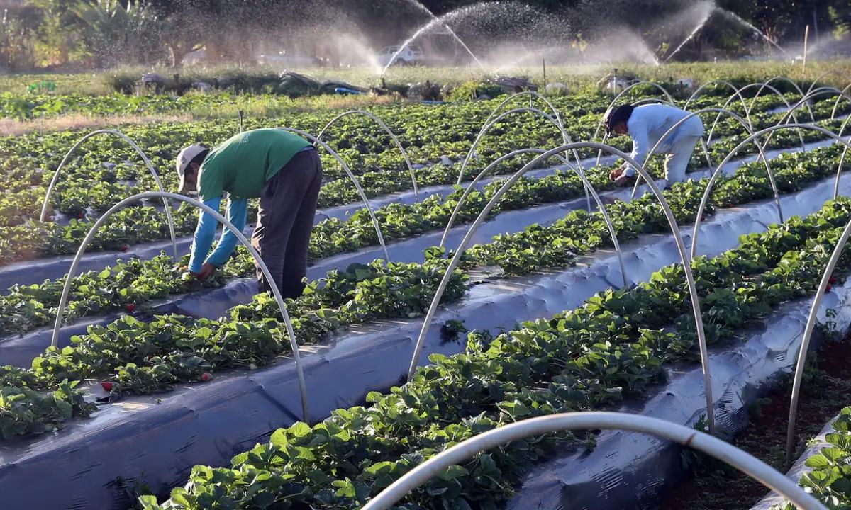 Foto mostra agricultura irrigada