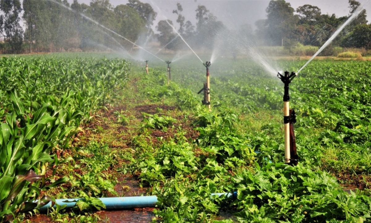 Área agrícola irrigada