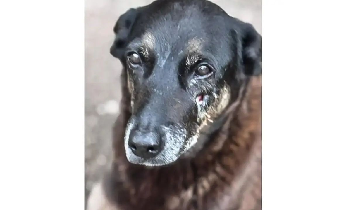 O cão Orelha